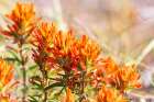 Johnson City-Texas-USA-Indian Paintbrush wildflowers in the Texas Hill Country Art Print